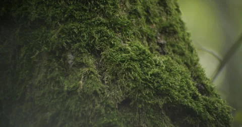 Bryophyta over tree surface on northern side 4K tilting video Stock Footage 319647193