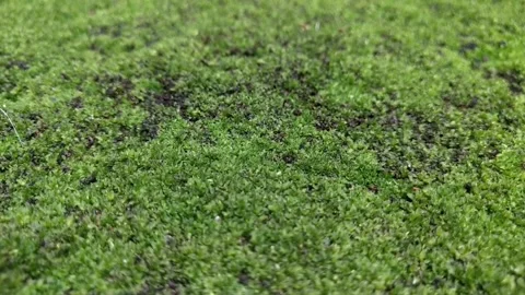 Bryophytes on Moist Rock Video stock 269450721