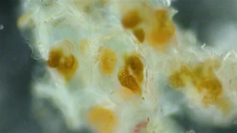 Bryozoans from the class Gymnolaemata under a microscope. Sometimes they are Stock Footage 220858147
