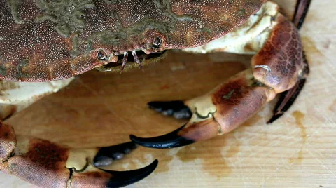 BS1crabe07 Stock Footage 490736