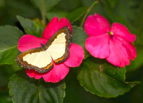 Btterfliy Stock Photos