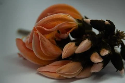 Bu-tea superb a Stock Photos