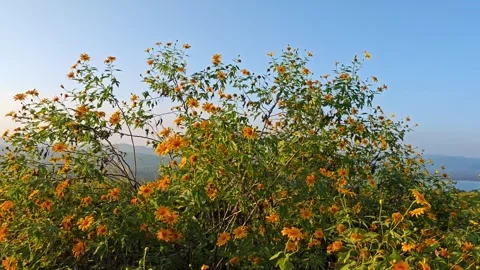 Bua Tong Hillside with River View. Stock Footage 340549469