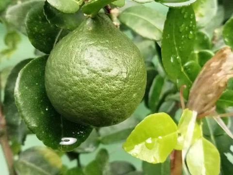 Buah jeruk Stock Photos