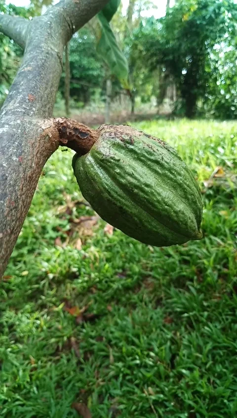 Buah Kakao Видео 217919258