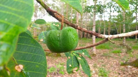Buah karet Stock Photos
