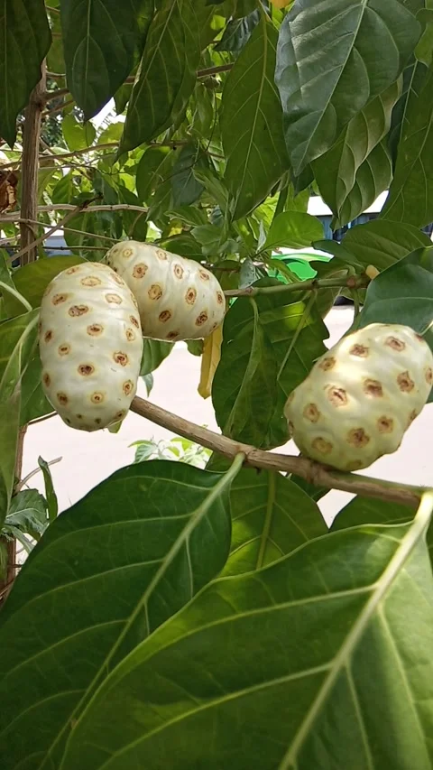 Buah menkudu Stock Footage 226579538