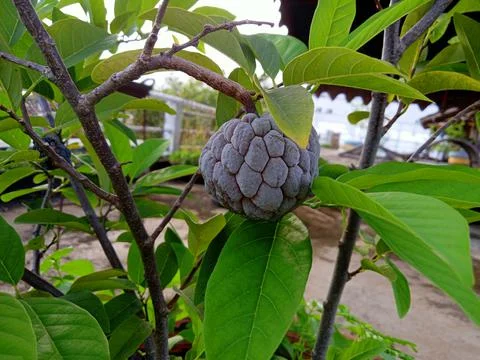 Buah 写真素材