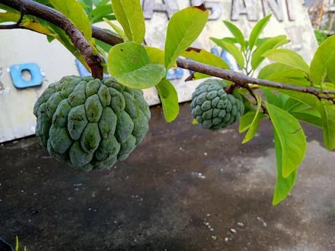 Buah 写真素材