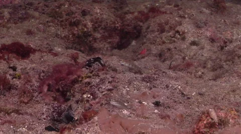 Buan goby feeding on shallow silty but clear fallen tree habitat, Amblygobius Stock Footage 61943544