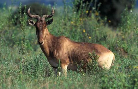 BUBALE alcelaphus buselaphus Stock Photos