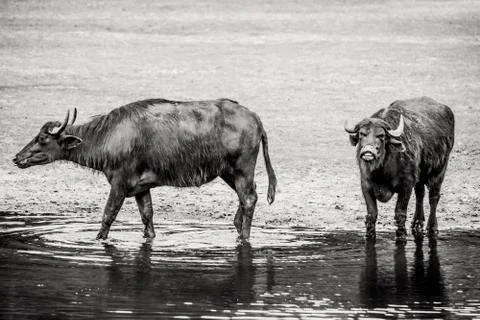 Bubalus arnee cattle in a pond Stock Photos