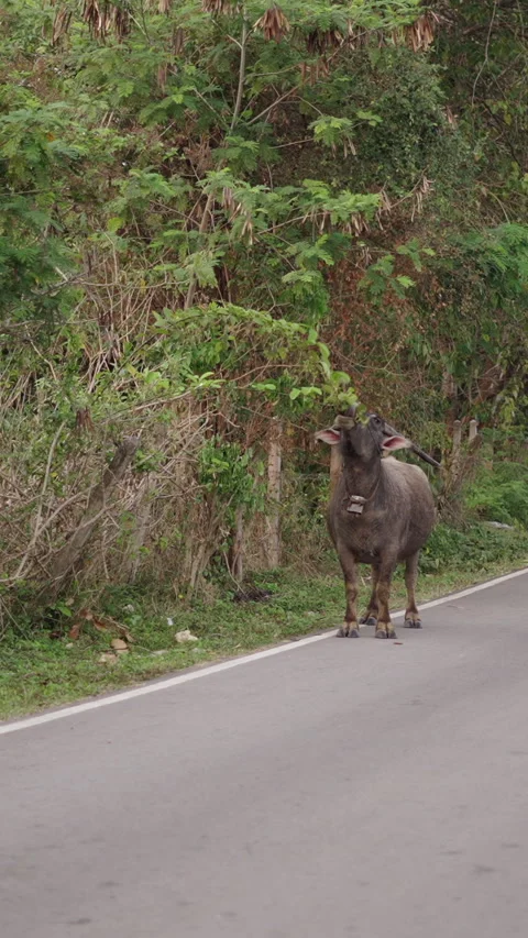 A bubalus bubalis eating a branch Video stock 265489772