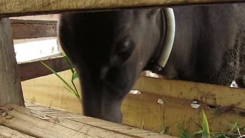 Bubalus species Stock Footage 134315237