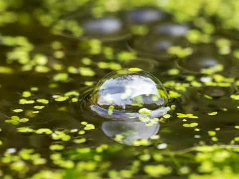A bubble and frogspawn from Common Frog, Rana temporaria in a garden pond in  Stock Photos
