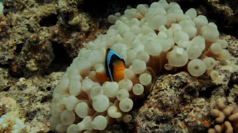 Bubble anemone with clown on top Stock Footage 22706012