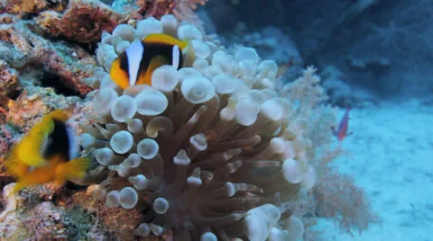 Bubble an anemone with clown on top Stock Footage 22728388
