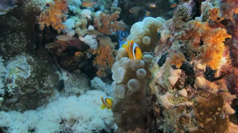 Bubble an anemone with clown on top Stock Footage 22728812