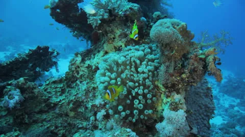 Bubble anemone on the coral block Stock Footage 22734736