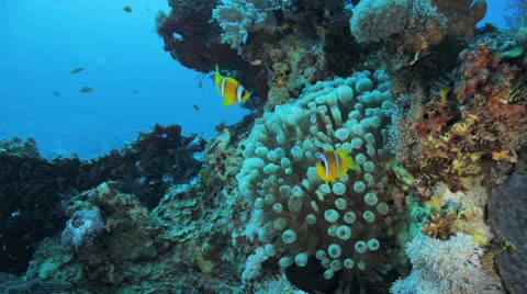 Bubble anemone on the coral block Stock Footage 22734762