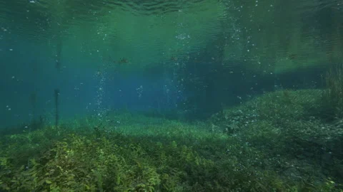 Bubble ascending on the bottom of the pond covered with plants, Spring pond Stock Footage 227328448