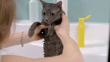 Bubble bath a small gray stray cat, woman washes the cat in the bathroom Vídeos de archivo 85645661