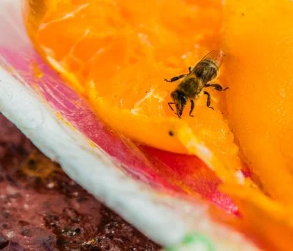 Bubble bee extracting nectar from a discarded orange Stock Photos