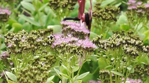 Bubble Bee pollinating flowers - extreme slow motion Video stock 68220217
