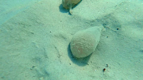 Bubble on bottom of the sea moves from the waves Stock Footage 220605409