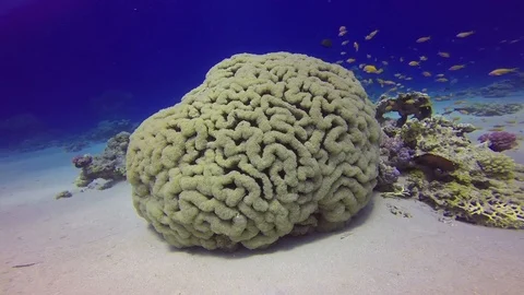 Bubble Coral Stock Footage
