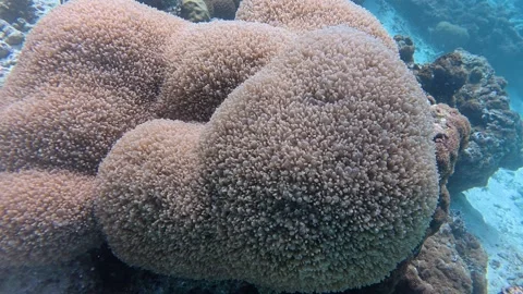This is bubble coral living in deeper reef areas Stock Footage 345945081