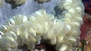 Bubble Coral Or Pearl Coral, Bladder Coral - Close Up Shot, Red Sea Stock Footage
