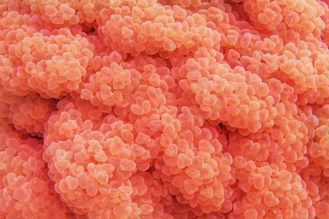 Bubble coral, organic texture of soft coral 库存照片