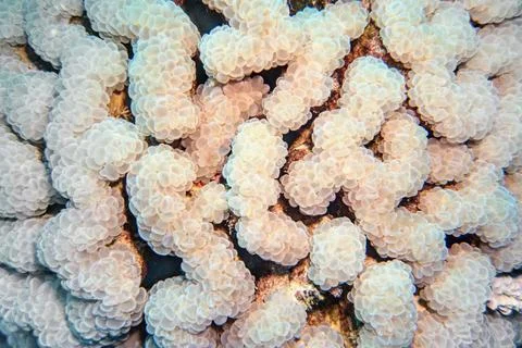 Bubble coral, organic texture of soft coral  - Plerogyra sinuosa Фото