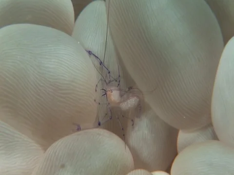 Bubble Coral Shrimp Stock Footage 98704833