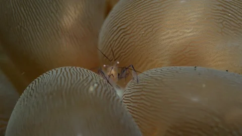Bubble Coral Shrimp Stock Footage 112234304