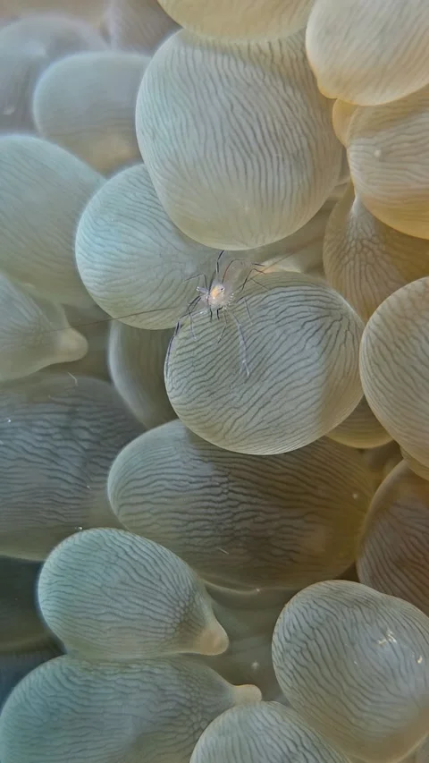 Bubble coral shrimp Stock Footage 340536144