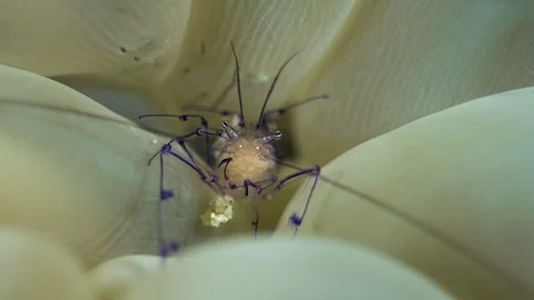 Bubble coral shrimp using its legs with a ball of food or sand Stock Footage 112480355