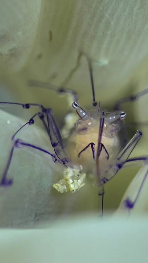 Bubble coral shrimp using its legs with a ball of food or sand Stock-Footage 230209963