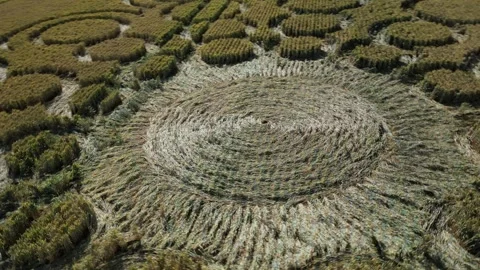 Bubble Crop Circle Circling Drone View, Beauworth, Hampshire, 9th July 2023, 4K Stock Footage 265709133