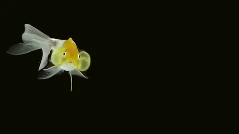 Bubble eye goldfish Stock Footage 78722406