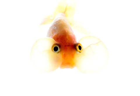 Bubble eyes Stock Photos