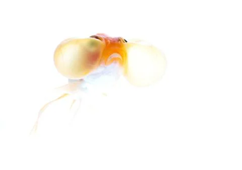 Bubble eyes Stock Photos
