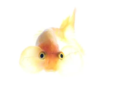 Bubble eyes Stock Photos