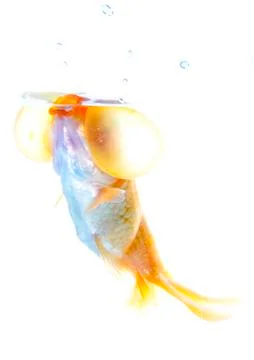 Bubble eyes Stock Photos