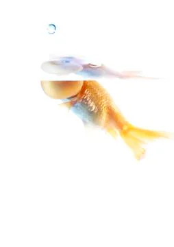 Bubble eyes Stock Photos