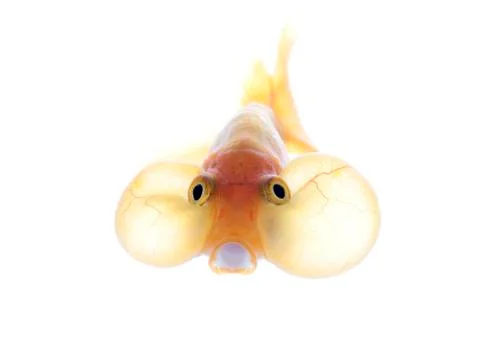 Bubble eyes Stock Photos