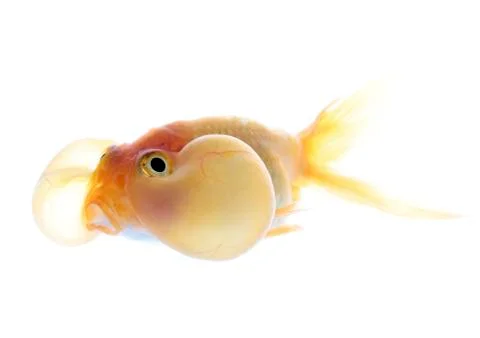 Bubble eyes Stock Photos
