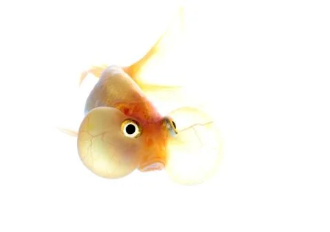 Bubble eyes Stock Photos