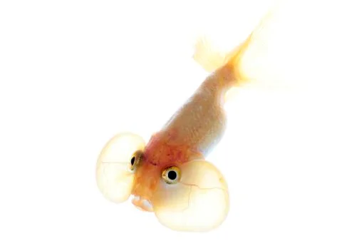 Bubble eyes Stock Photos
